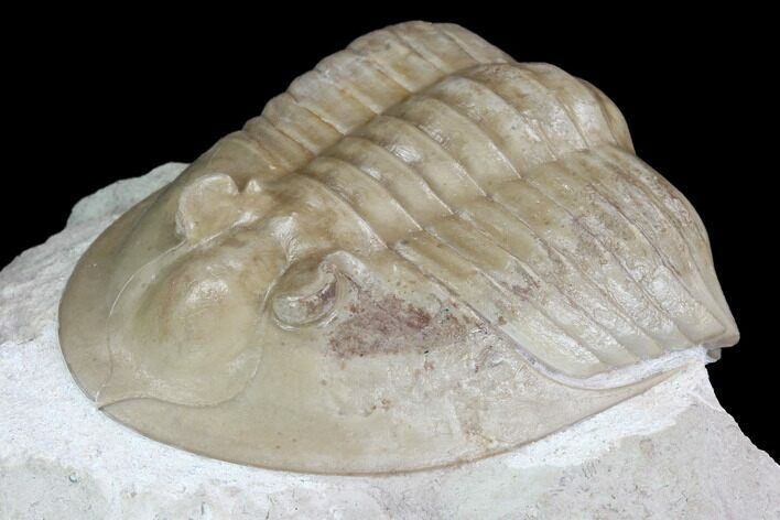 Ptychopyge Trilobite From Russia - Scarce Species #99247